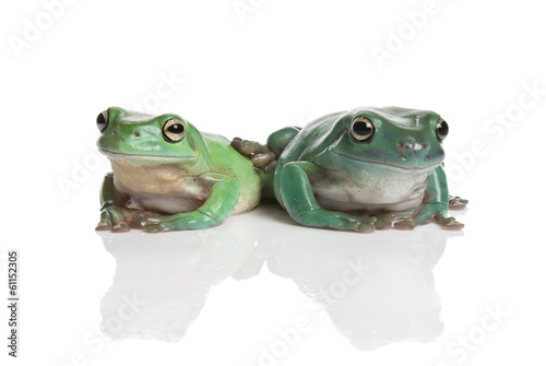 Two green tree frog, Litoria splendida, isolated on white.