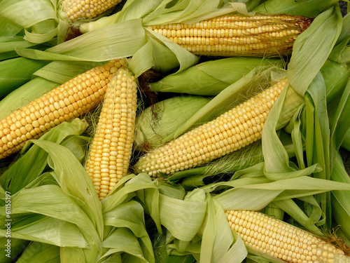 fresh harvested corn with leaves