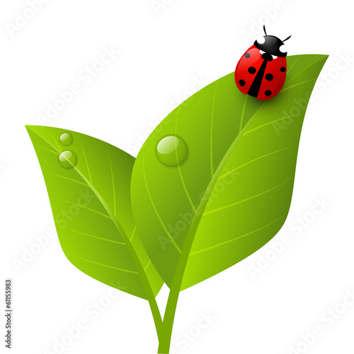 Red ladybug on green leaf