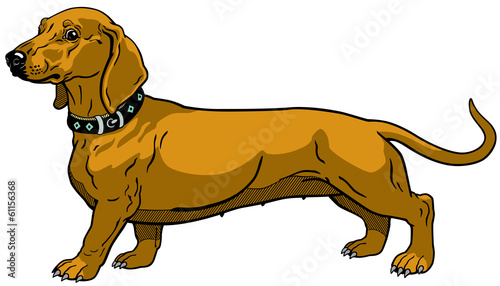 brown dachshund
