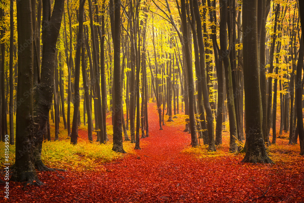 Fototapeta premium Mystic trails of the forest during a fall and foggy day