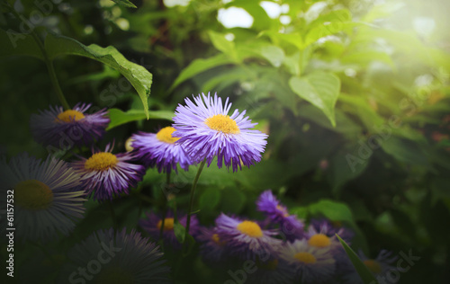 Fototapeta Naklejka Na Ścianę i Meble -  Flowers