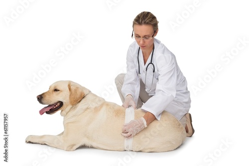 Concerned vet bandaging yellow labrador dog