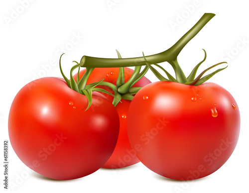 Ripe tomatoes branch with water drops