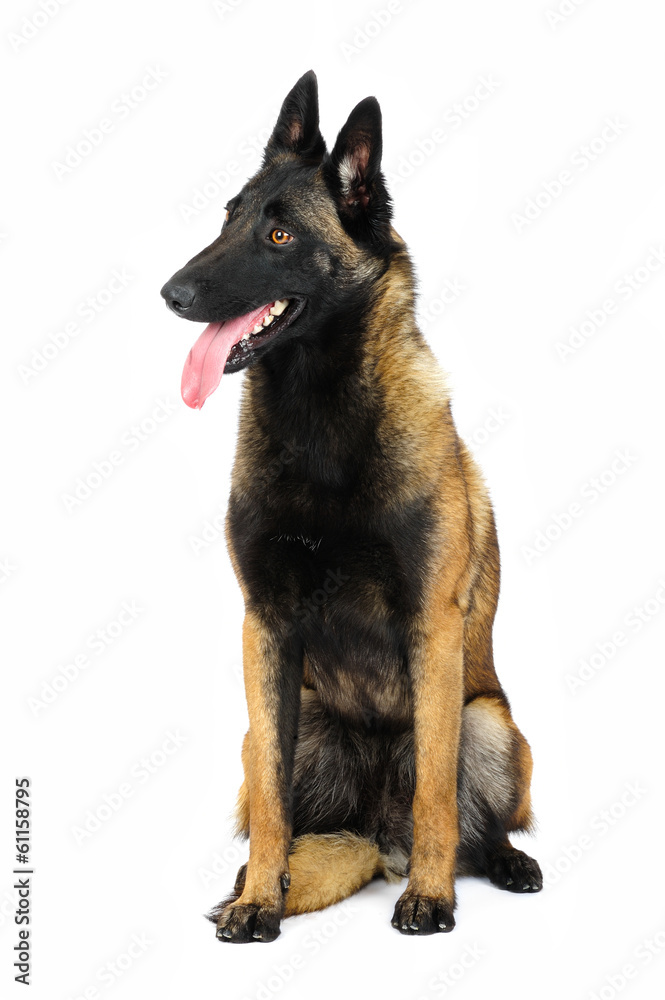 Belgian shepherd Belgian shepherd