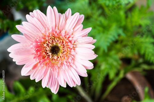 Pink gerbera daisy flower