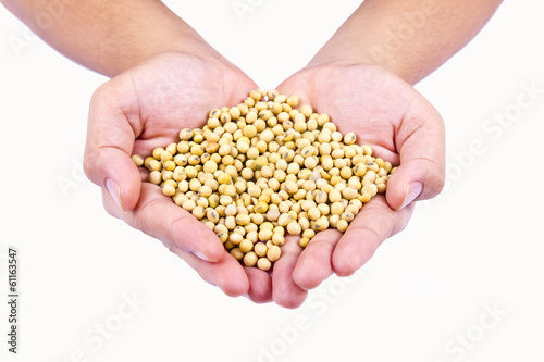 ripe soya bean on isolated background