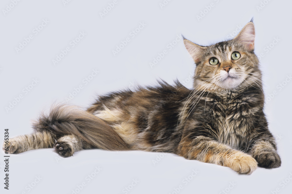 Liegende Maine Coon Katze