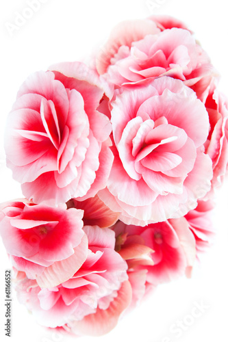 Beautiful red begonia flowers isolated on white background. 