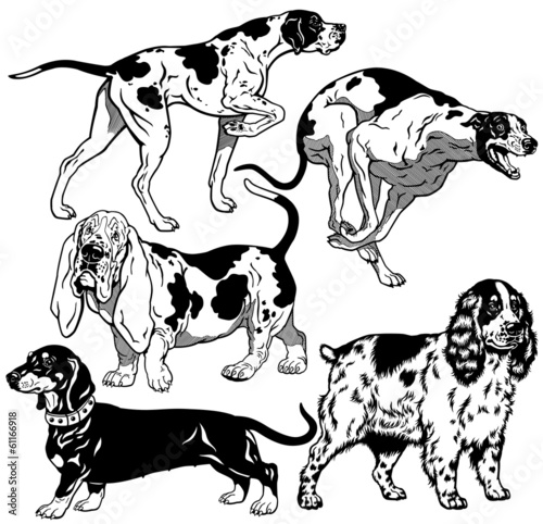 black white set with hunting dogs