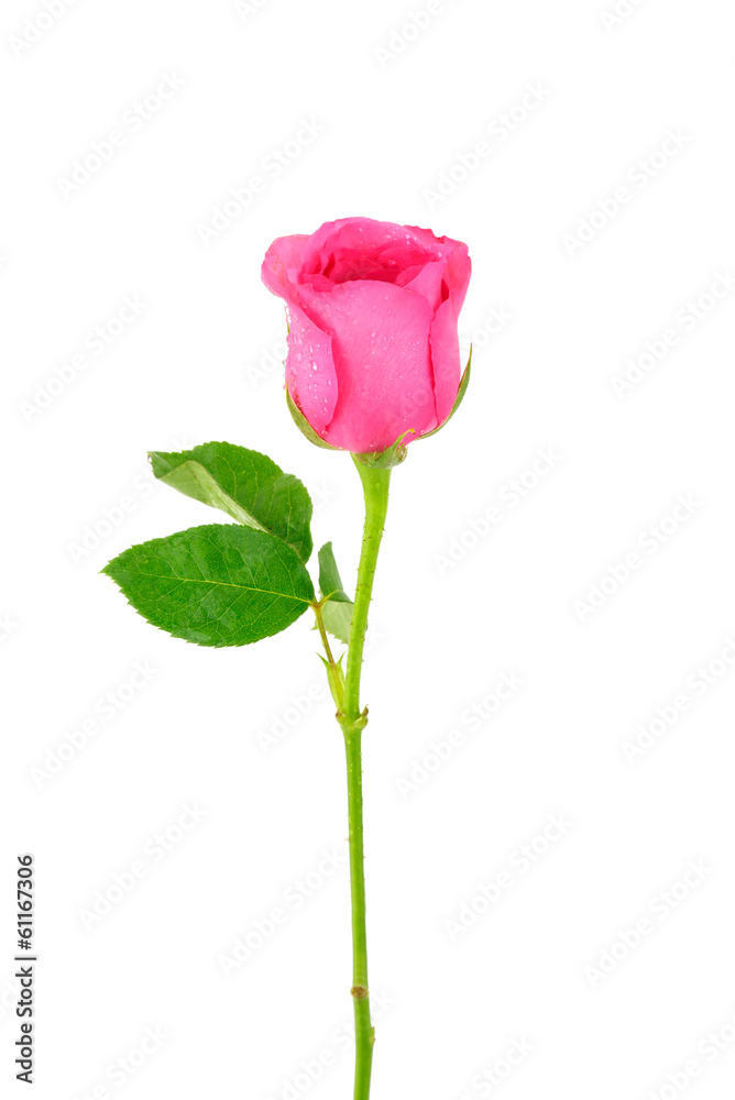 pink rose flower on white background