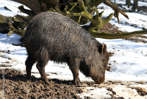 Wild boar in winter photo