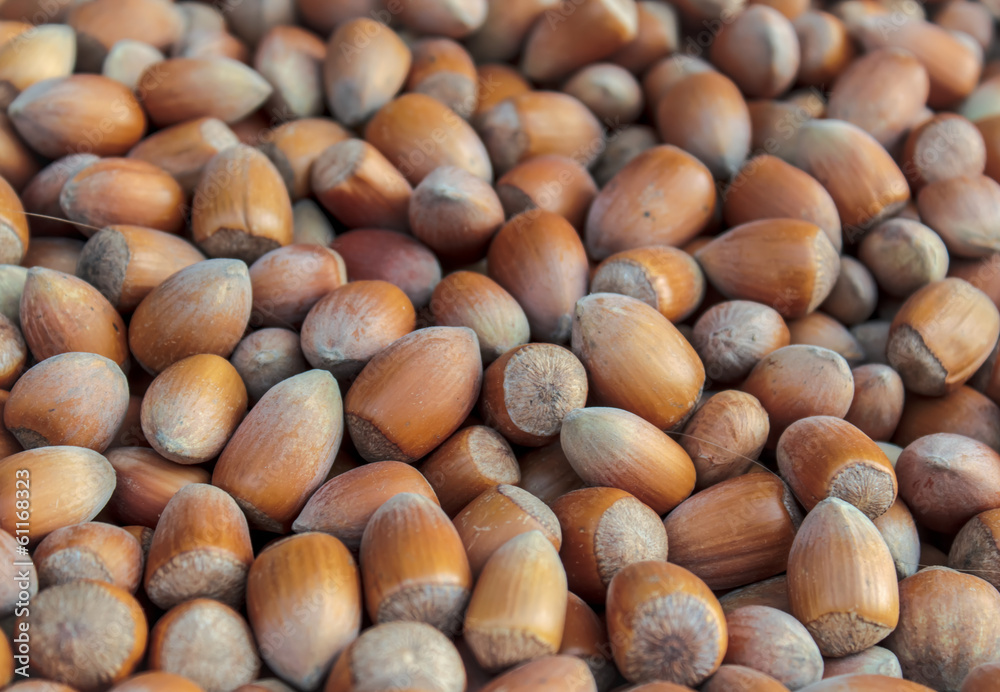 background of disorderly numerous ripe brown shelled nuts background of disorderly numerous ripe brown shelled nuts