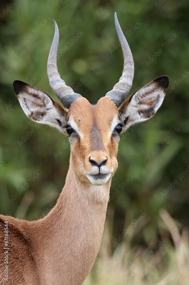 Young Impala Antelope - obrazy, fototapety, plakaty 
