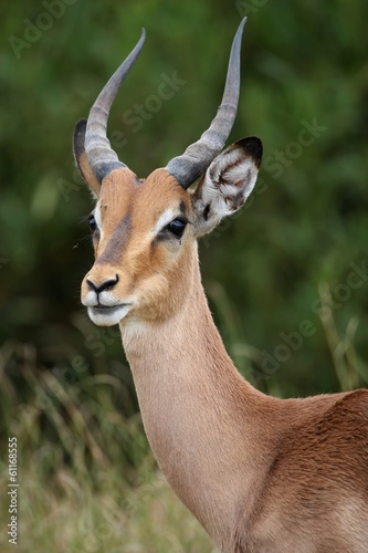 Impala Antelope Portrait