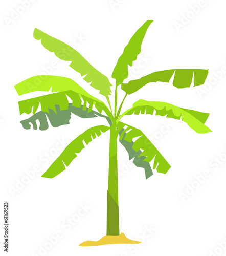 Banana tree - vector