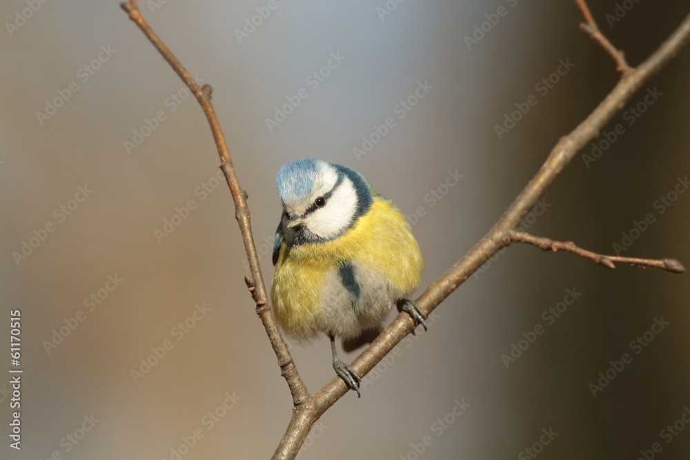 Fototapeta premium Blue tit - Parus caeruleus looking at other birds