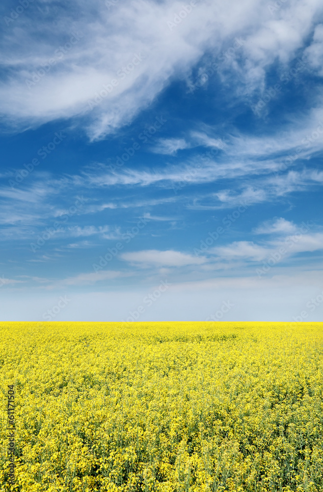 Agriculture, rapeseed, colorful yellow oil rape in field