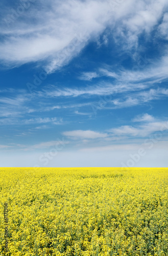 Agriculture  rapeseed  colorful yellow oil rape in field