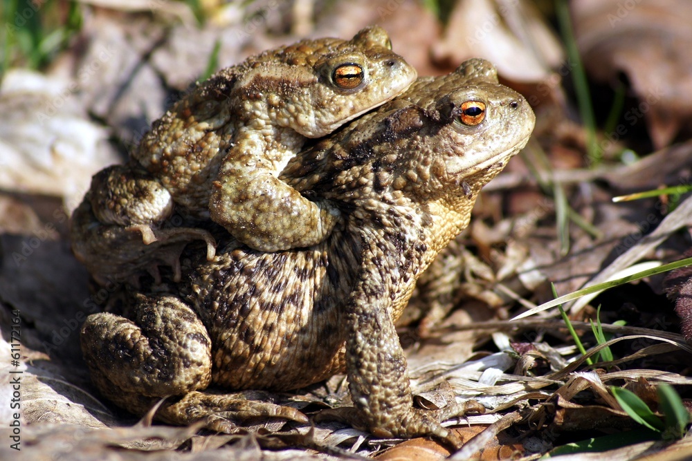 Obraz premium Common Toad / Ropucha szara