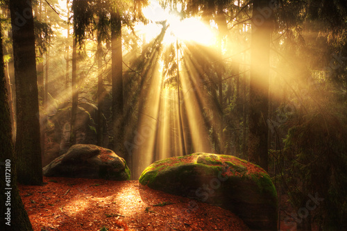beautiful forest and sunbeams