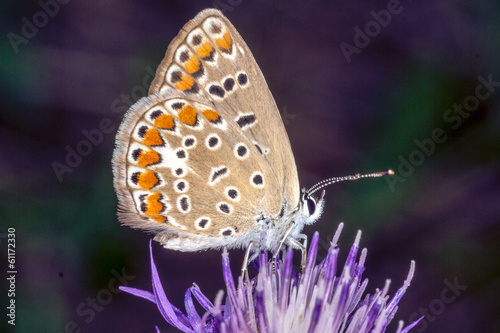 Butterfly on a flower © marchesini62