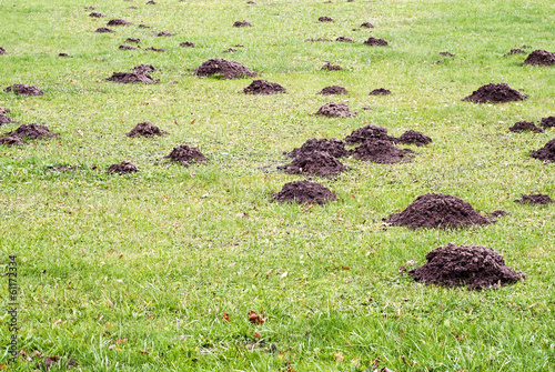 Mole mound