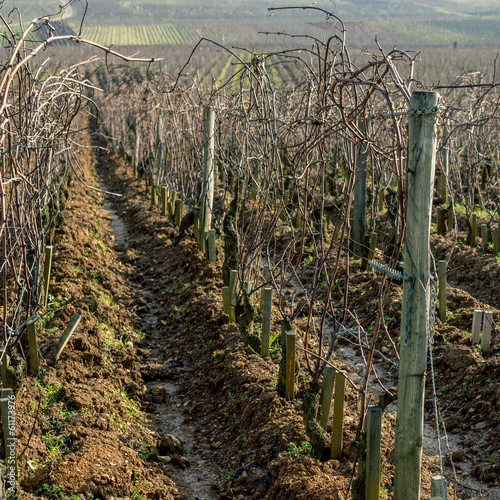 vignoble en hiver photo