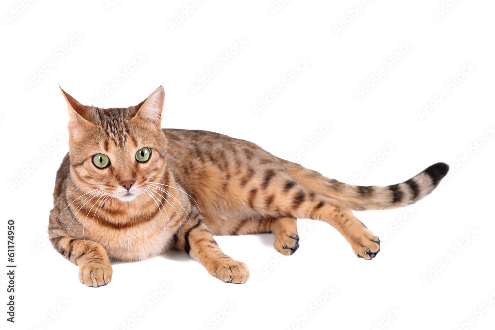Brown cat breed Bengal (leopard cat - Prionailurus bengalensis) Brown cat breed Bengal (leopard cat - Prionailurus bengalensis)