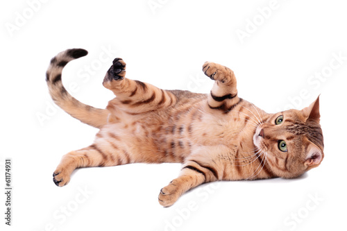 Brown cat breed Bengal (leopard cat - Prionailurus bengalensis)