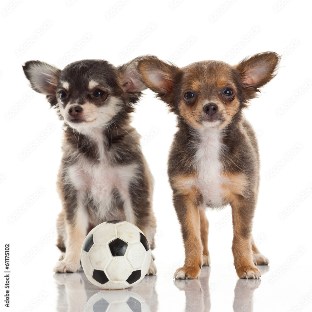 Two chihuahua puppies.