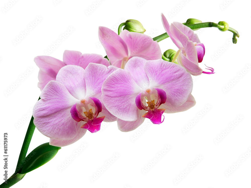 orchid flower