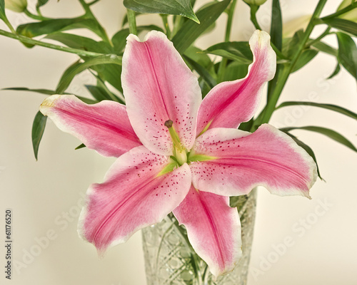 pink lilium flower closeup