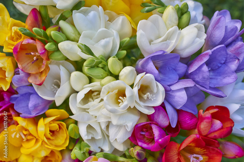 variety of colorful freesias, floral background
