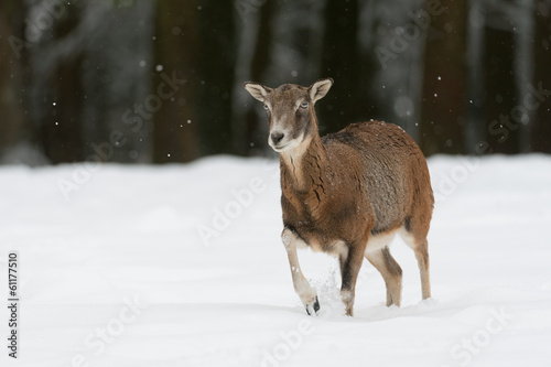 Wallpaper Mural Mufflon, Mouflon, Ovis orientalis Torontodigital.ca