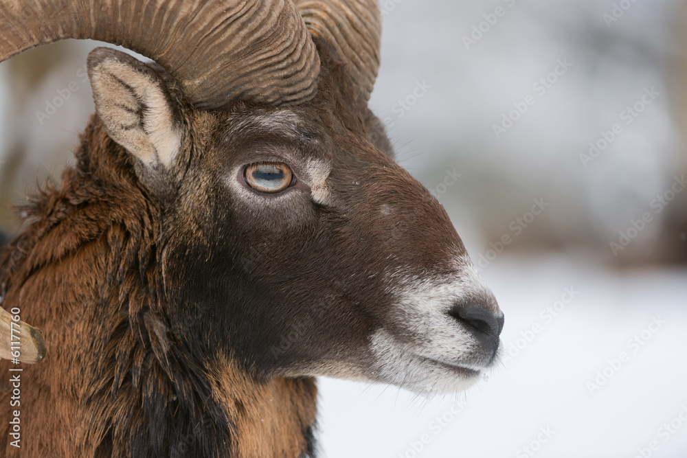 Fototapeta premium Mufflon, Mouflon, Ovis orientalis