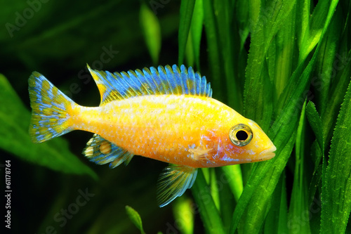 African Malawi  Cichlid photo