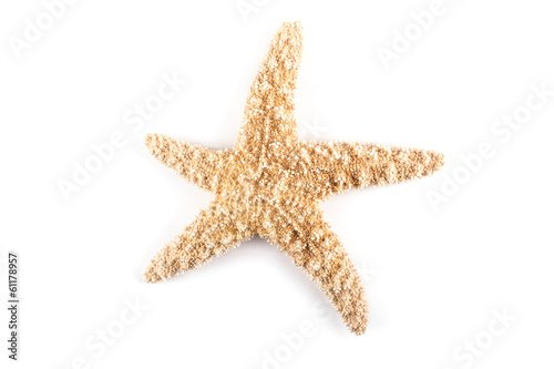 Close up of starfish isolated on white.
