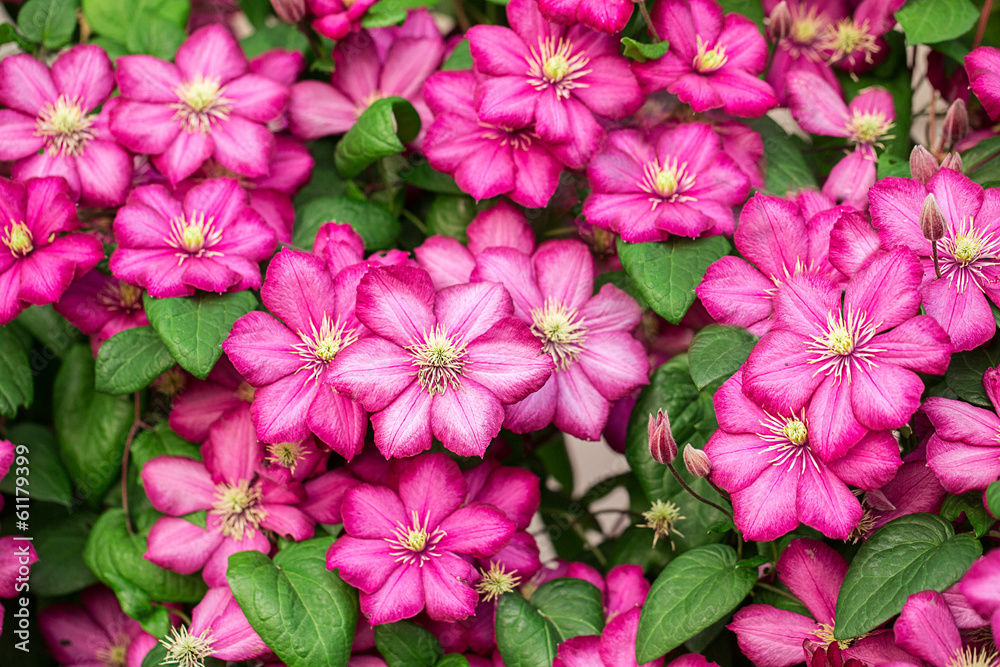 Pink clematis flowers. - obrazy, fototapety, plakaty 