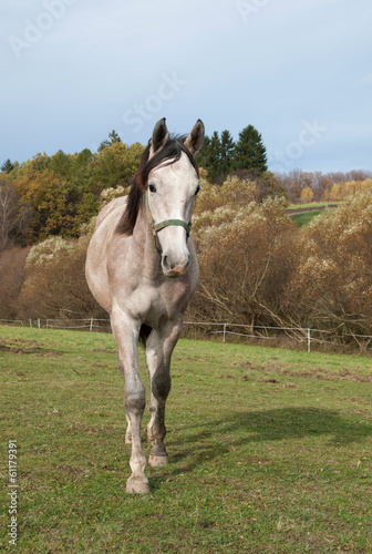 Young roan sport horse on meadow