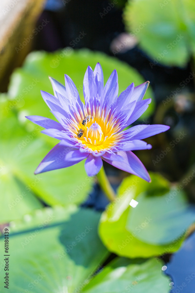 blooming lotus flower over green background blooming lotus flower over green background