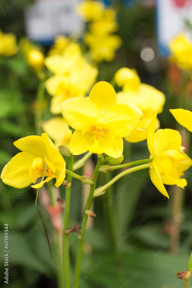Thai yellow Orchid Thai yellow Orchid