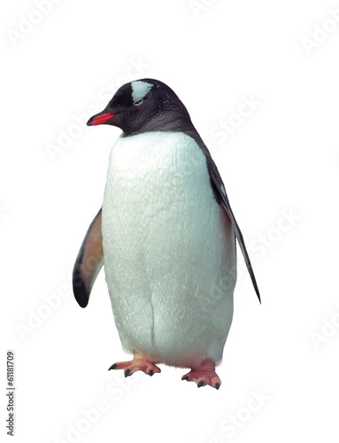 Isolated gentoo penguin
