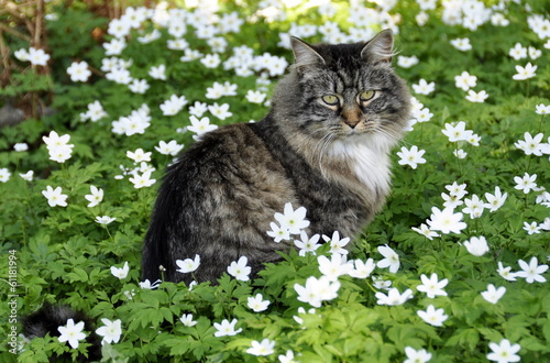 Norwegian forest cat in flower meadow