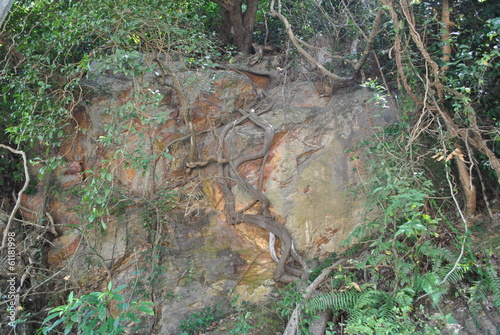 Tree Roots