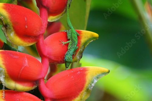 Mabouya / lézard au jardin de Balata photo