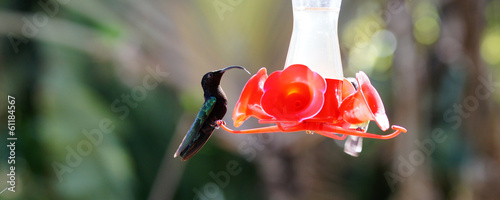 Colibri dans le Jardin de Balata photo