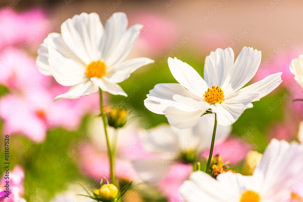 Cosmos flower Cosmos flower