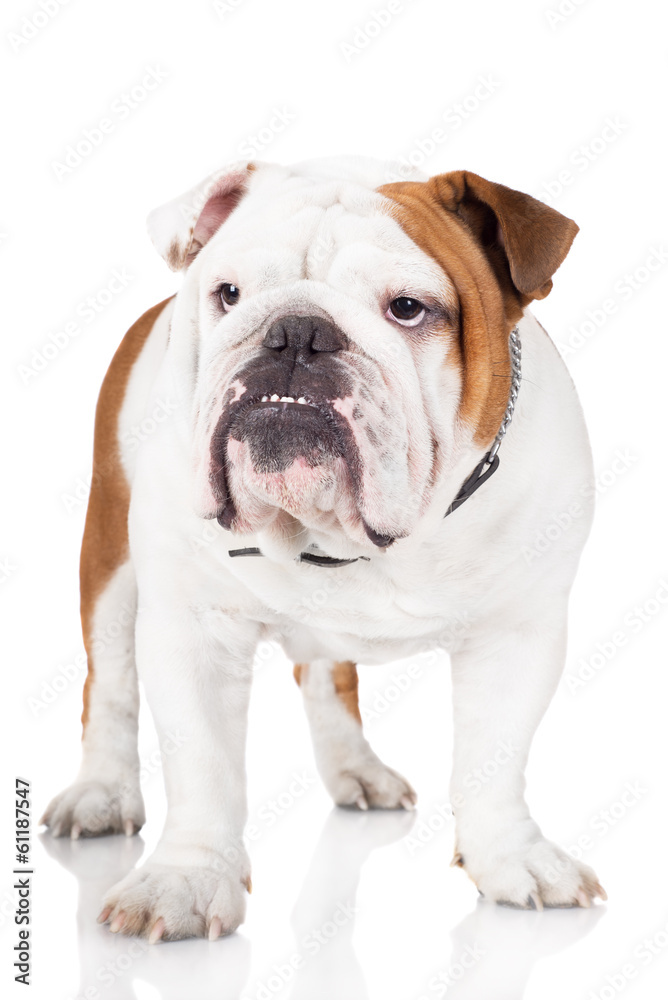 english bulldog dog portrait