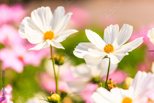 Cosmos flower